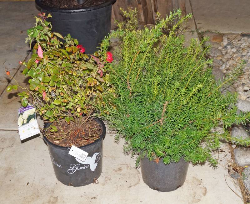 lot 5279 image: 1 (qty.) Gold Thread Spirea & 1 (qty.) White Champion Rose & 1 (qty.) Densiformis Yew  - Premium Landscaping Plant by Garden Debut & Greenleaf Nursery