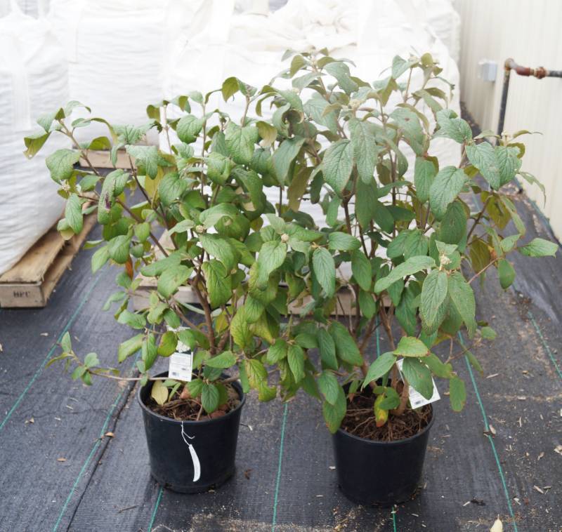 lot 5151 image: 2 (qty.) Leatherleaf Virburnum  - Premium Landscaping Plant by Monrovia