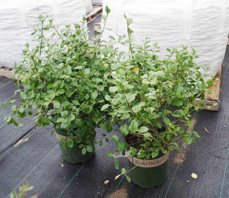 lot 5152 image: 2 (qty.) Manhattan Euonymus  - Premium Landscaping Plant by Monrovia