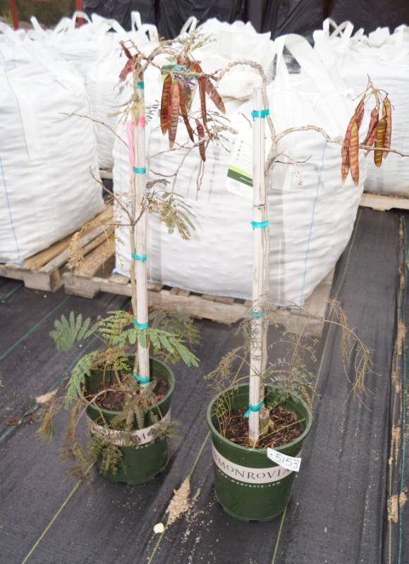 lot 5153 image: 2 (qty.) Chocolate Fountain Albizia  - Premium Landscaping Plant by Monrovia