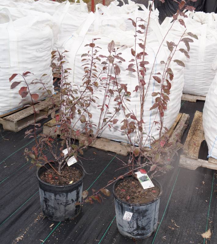lot 5154 image: 2 (qty.) Purpleleaf Sand Cherry  - Premium Landscaping Plant by Monrovia