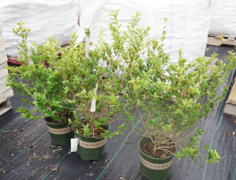 lot 5155 image: 3 (qty.) Vicary Golden Privet  - Premium Landscaping Plant by Monrovia