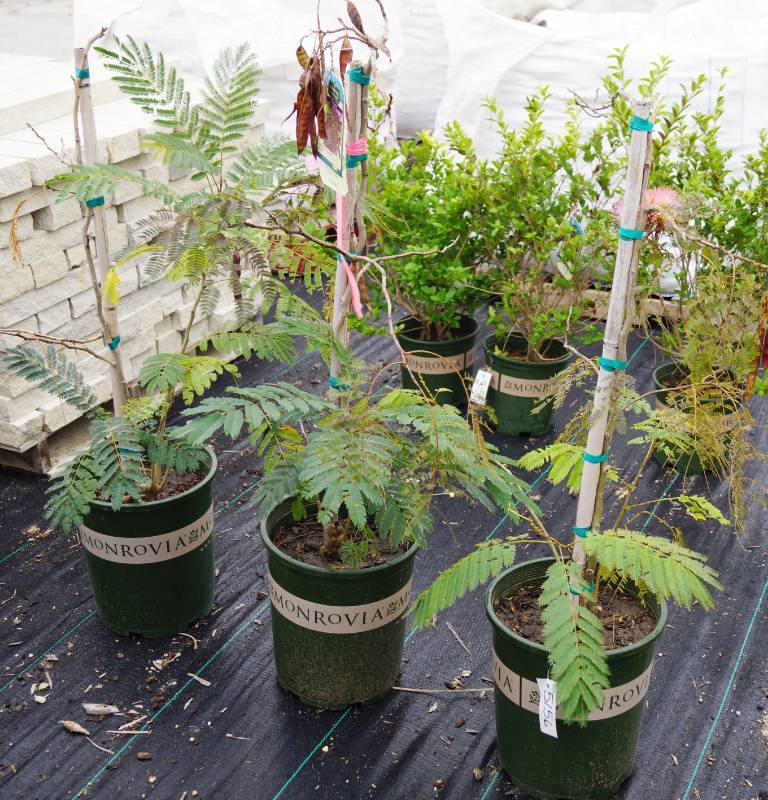 lot 5156 image: 3 (qty.) Chocolate Fountain Albizia  - Premium Landscaping Plant by Monrovia