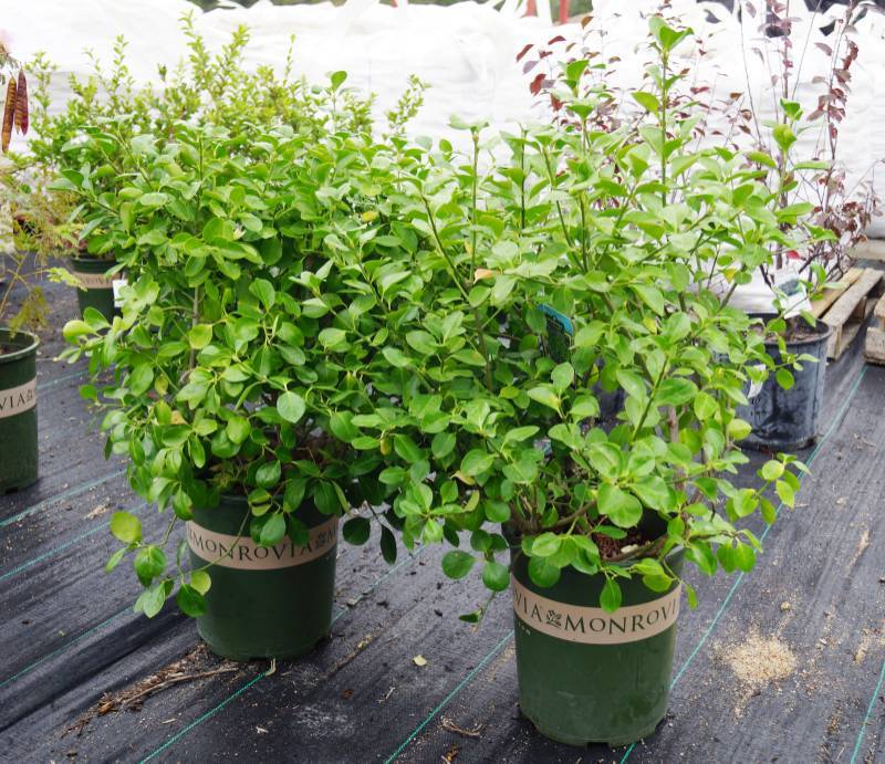 lot 5157 image: 2 (qty.) Manhattan Euonymus  - Premium Landscaping Plant by Monrovia