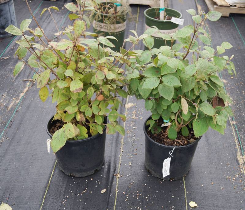 lot 5158 image: 2 (qty.) Spirea Japonica Double Play Big Bang Spiera  - Premium Landscaping Plant by Monrovia