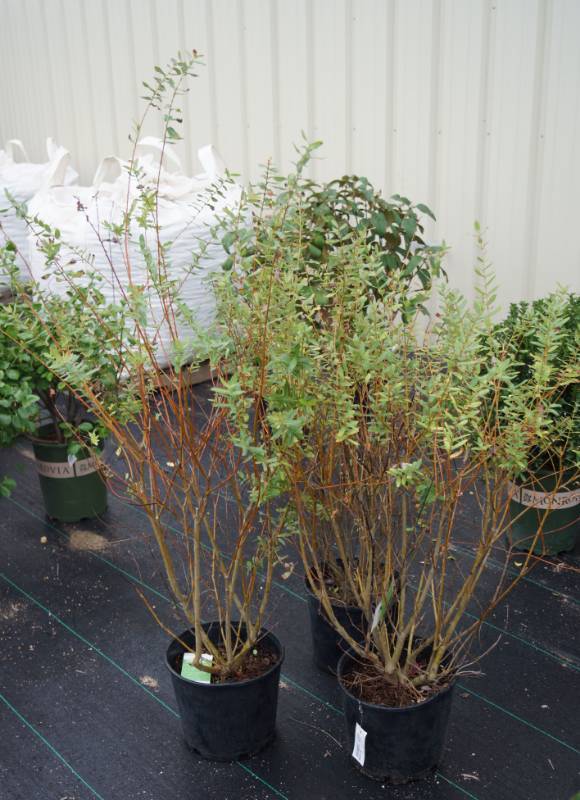 lot 5159 image: 3 (qty.) Dappled Willow  - Premium Landscaping Plant by Monrovia
