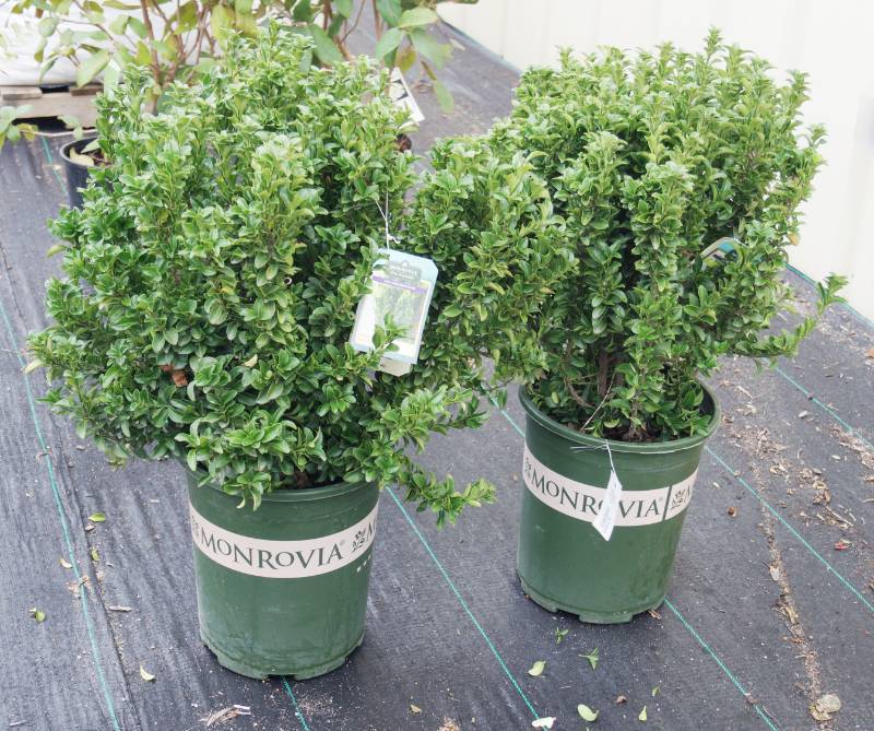 lot 5160 image: 2 (qty.) Green Spire Euonymus  - Premium Landscaping Plant by Monrovia