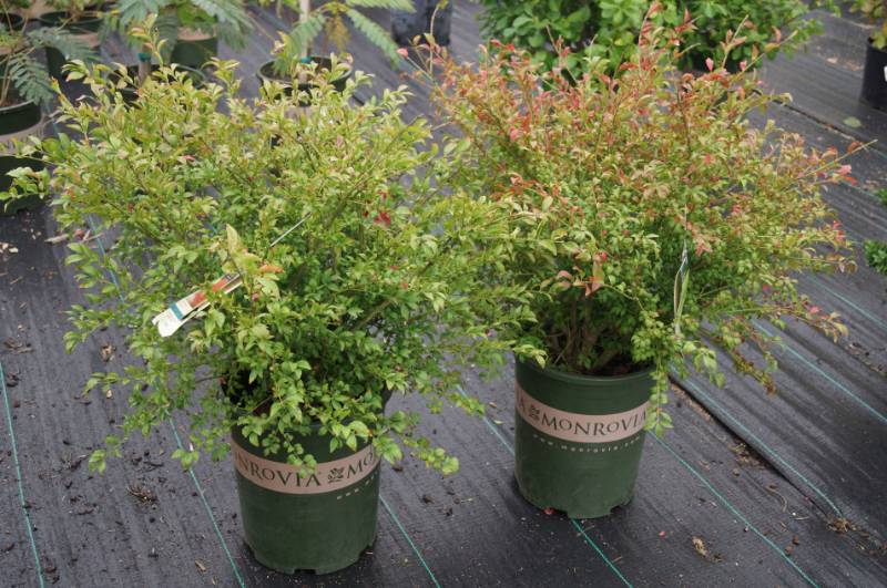 lot 5161 image: 2 (qty.) Coles Compact Burning Bush  - Premium Landscaping Plant by Monrovia