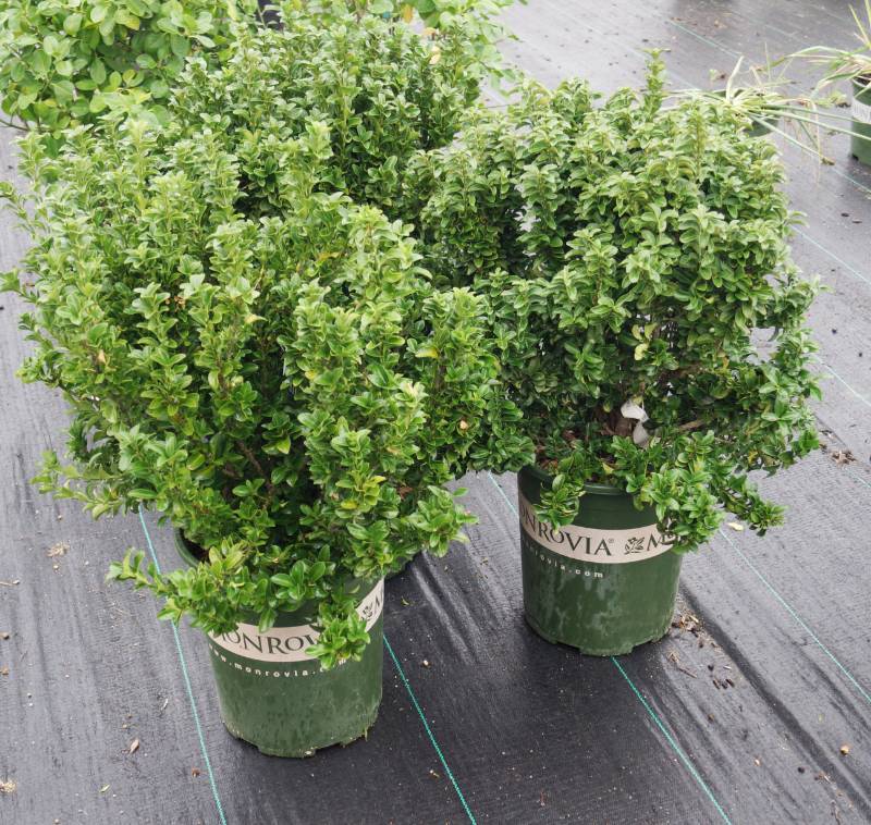 lot 5162 image: 3 (qty.) Green Spire Euonymus  - Premium Landscaping Plant by Monrovia