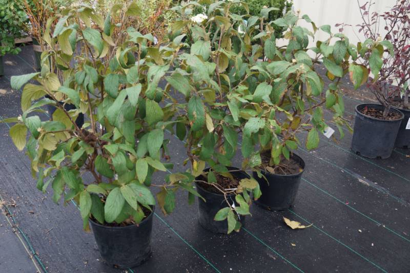 lot 5163 image: 3 (qty.) Leatherleaf Viburnum  - Premium Landscaping Plant by Monrovia