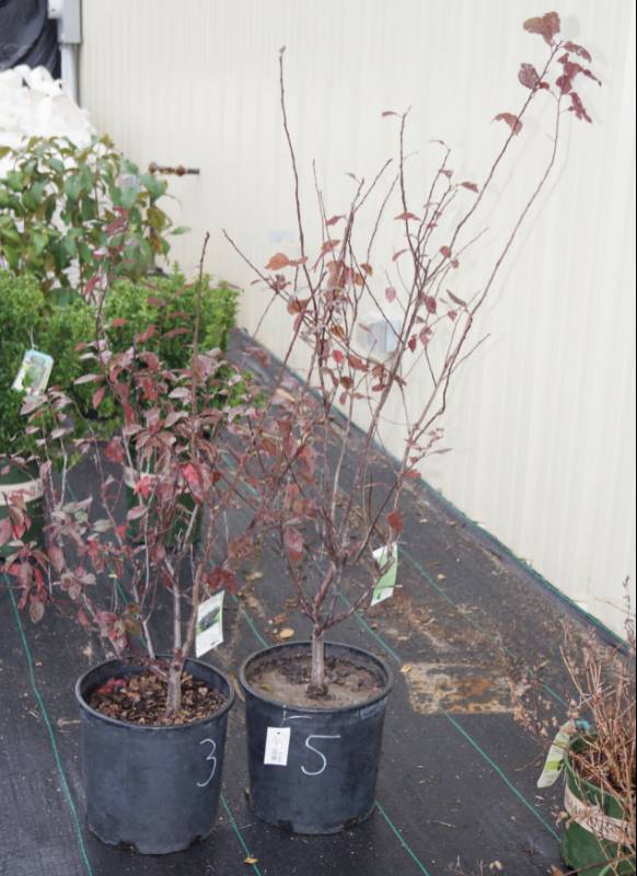 lot 5164 image: 2 (qty.) Purpleleaf Sand Cherry  - Premium Landscaping Plant by Monrovia
