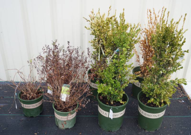 lot 5165 image: 4 (qty.) Green Tower Boxwood & 1 (qty.) Goldflame Spiera & 1 (qty.) Petite Plum Ninebark & 1 (qty.) Goldmound Spiera  - Premium Landscaping Plant by Monrovia & Greenleaf Nursery