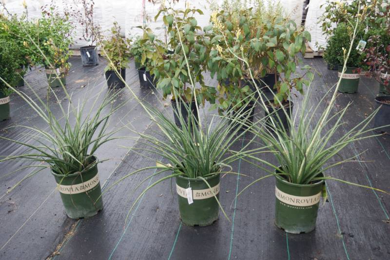 lot 5166 image: 3 (qty.) Yellow Yucca   - Premium Landscaping Plant by Monrovia