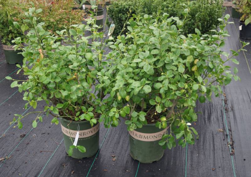 lot 5167 image: 2 (qty.) Manhattan Euonymus  - Premium Landscaping Plant by Monrovia