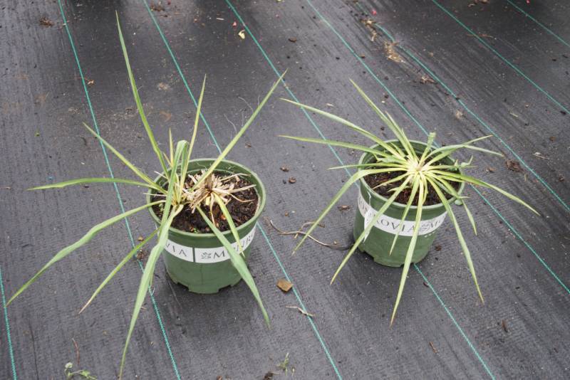 lot 5168 image: 2 (qty.) Golden Sword Yucca  - Premium Landscaping Plant by Monrovia