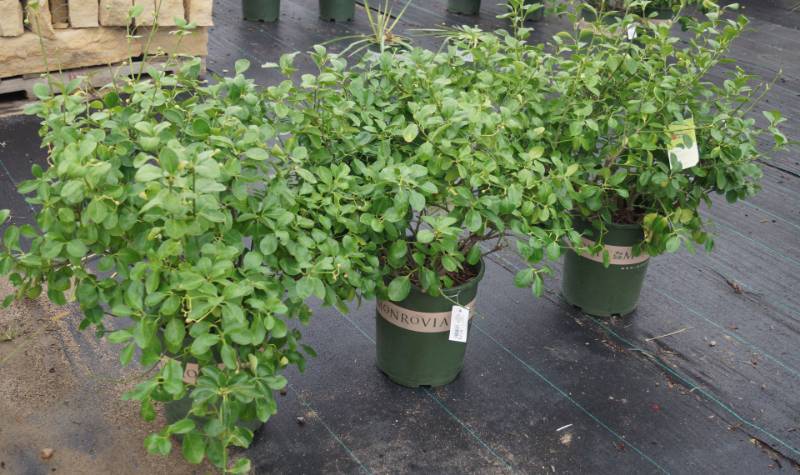 lot 5174 image: 3 (qty.) Manhattan Euonymus  - Premium Landscaping Plant by Monrovia