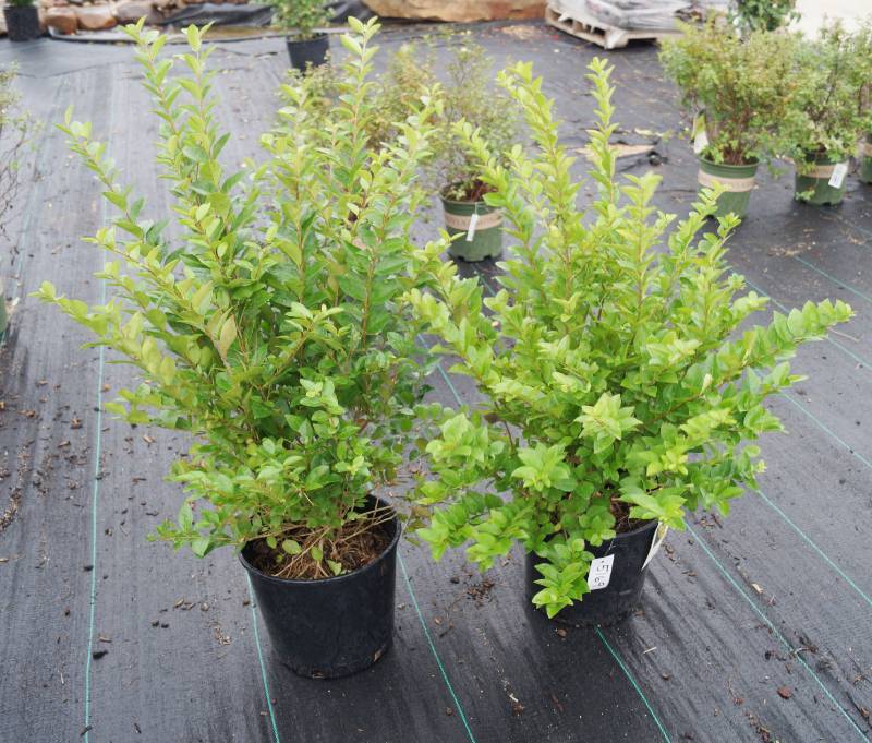 lot 5169 image: 2 (qty.) Golden Privet  - Premium Landscaping Plant by Monrovia