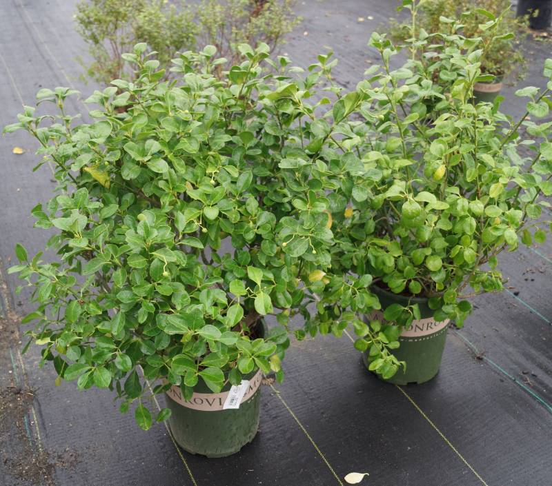 lot 5170 image: 2 (qty.) Manhattan Euonymus  - Premium Landscaping Plant by Monrovia