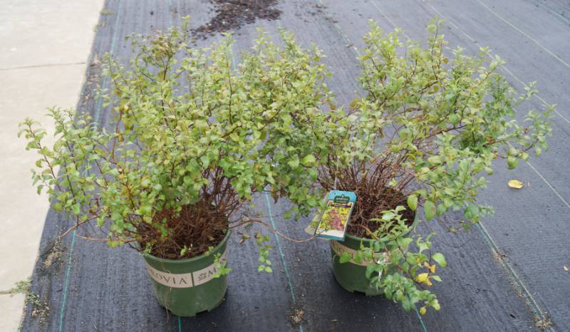 lot 5171 image: 2 (qty.) Goldenflame Spirea  - Premium Landscaping Plant by Monrovia