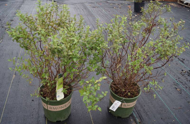 lot 5172 image: 2 (qty.) Goldenflame Spirea  - Premium Landscaping Plant by Monrovia