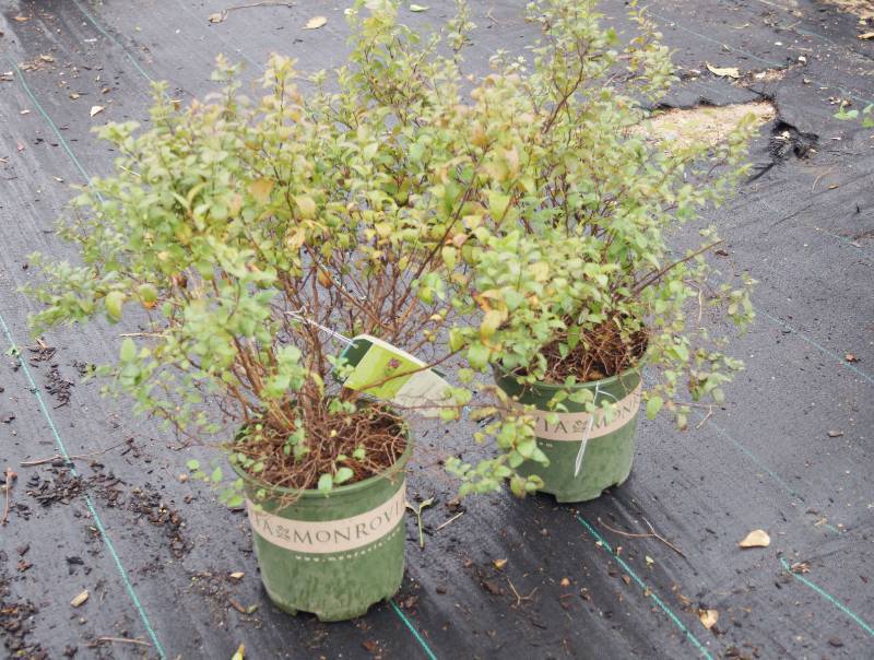 lot 5173 image: 2 (qty.) Goldenflame Spirea  - Premium Landscaping Plant by Monrovia
