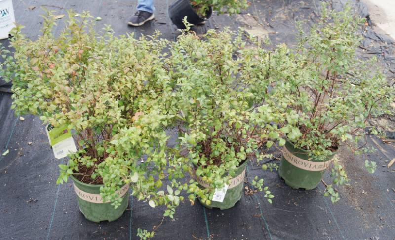 lot 5175 image: 3 (qty.) Goldenflame Spirea  - Premium Landscaping Plant by Monrovia