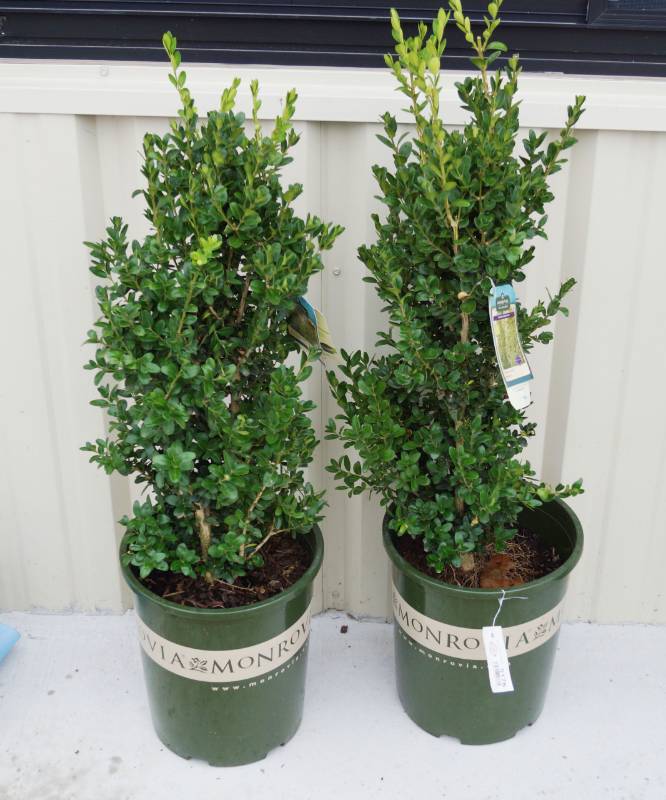 lot 5176 image: 2 (qty.) Green Tower Boxwood  - Premium Landscaping Plant by Monrovia