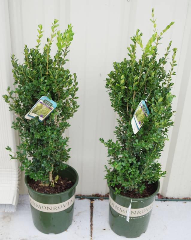 lot 5178 image: 2 (qty.) Green Tower Boxwood  - Premium Landscaping Plant by Monrovia