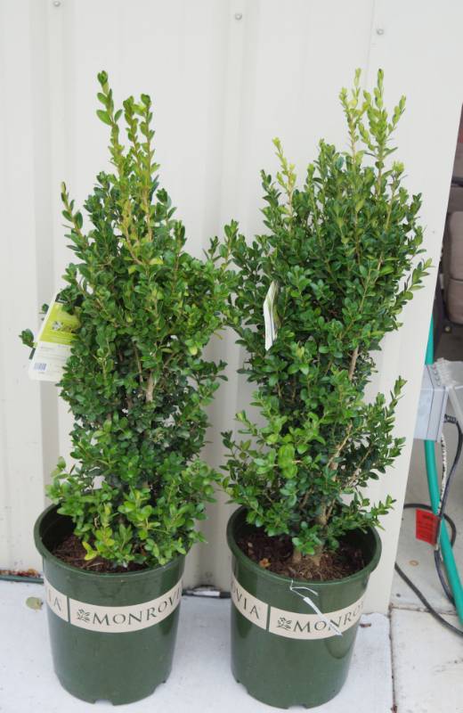 lot 5179 image: 2 (qty.) Green Tower Boxwood  - Premium Landscaping Plant by Monrovia