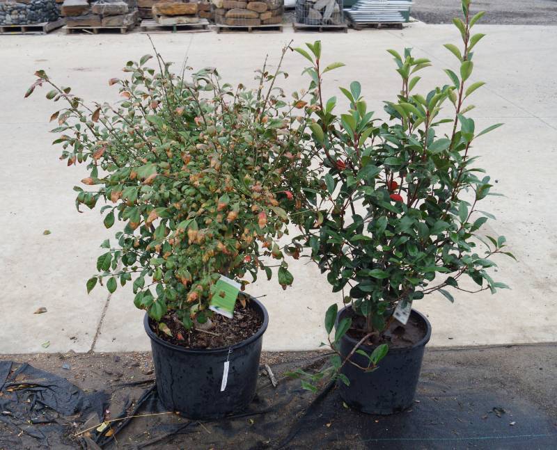 lot 5180 image: 1 (qty.) Dwarf Burning Bush & 1 (qty.) Frasers Photinia  - Premium Landscaping Plant by Monrovia