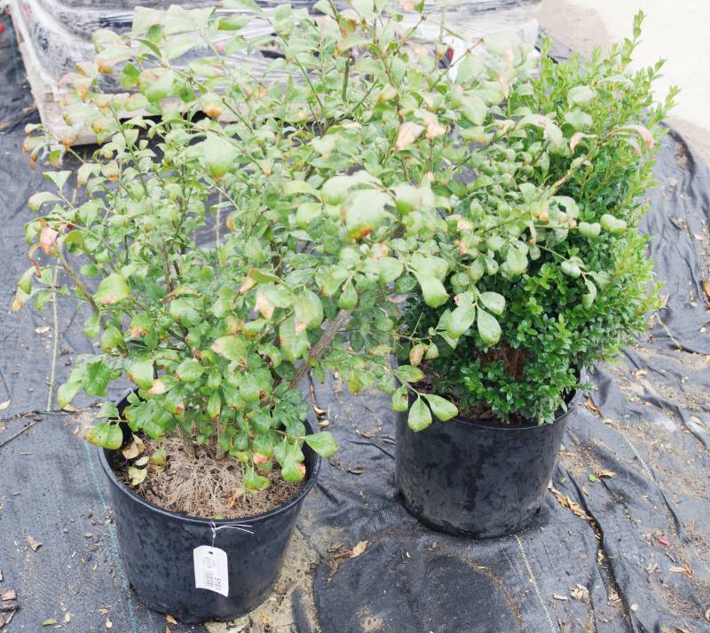 lot 5181 image: 1 (qty.) Baby Gem Boxwood & 1 (qty.) Dwarf Burning Bush  - Premium Landscaping Plant by Monrovia