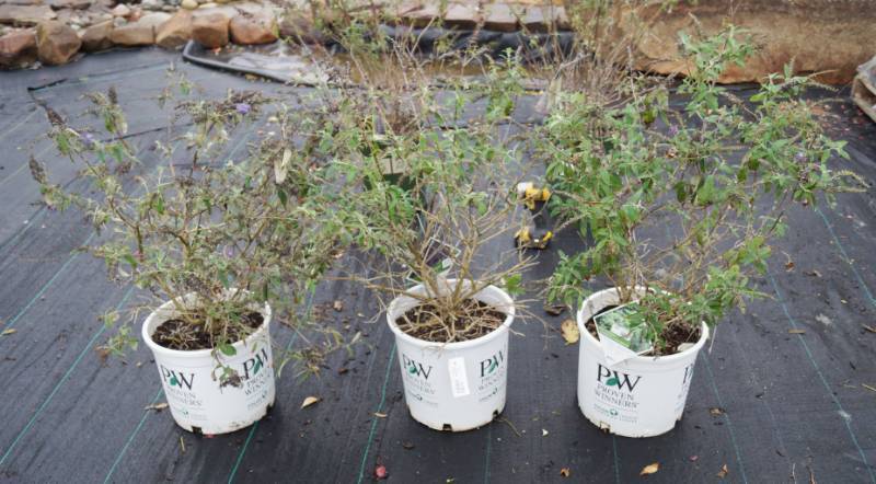 lot 5182 image: 3 (qty.) Adonis Blue Butterfly Bush  - Premium Landscaping Plant by Proven Winners