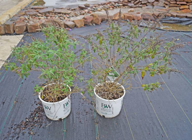 lot 5183 image: 2 (qty.) Adonis Blue Butterfly Bush  - Premium Landscaping Plant by Proven Winners