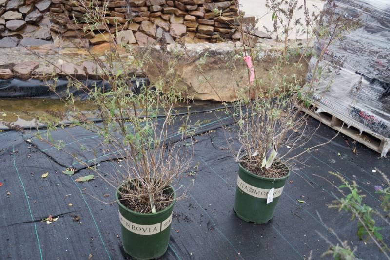 lot 5184 image: 2 (qty.) Black Knight Butterfly Bush  - Premium Landscaping Plant by Monrovia