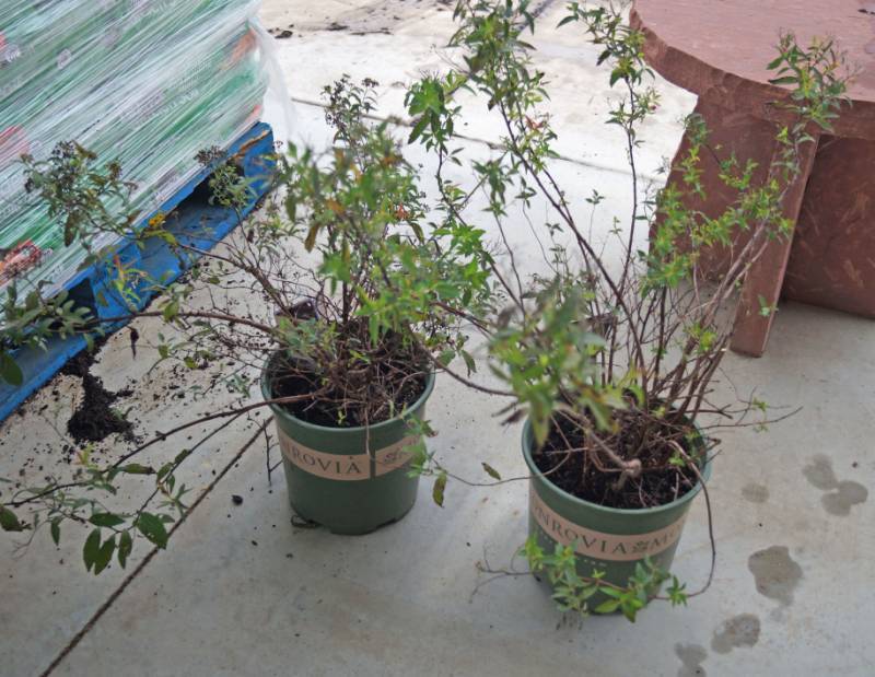 lot 5185 image: 2 (qty.) Neon Flash Spirea  - Premium Landscaping Plant by Monrovia