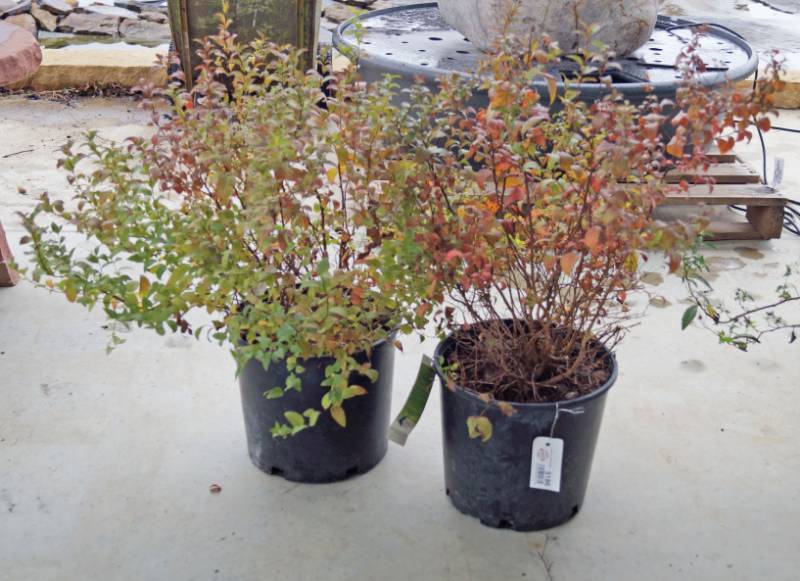 lot 5186 image: 2 (qty.) Goldenflame Spirea  - Premium Landscaping Plant by Monrovia