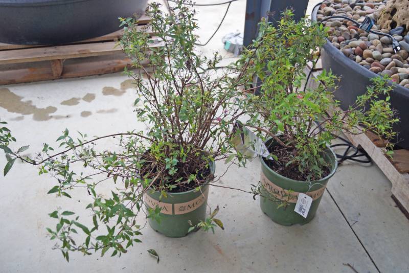 lot 5187 image: 2 (qty.) Neon Flash Spirea  - Premium Landscaping Plant by Monrovia