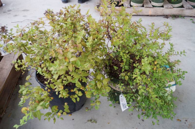 lot 5188 image: 1 (qty.) Limemound Spirea & 1 (qty.) Goldmound Spirea  - Premium Landscaping Plant by Monrovia