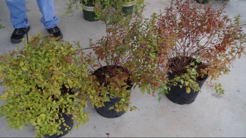 lot 5189 image: 2 (qty.) Goldenflame Spirea & 1  (qty.) Goldmound Spirea  - Premium Landscaping Plant by Monrovia