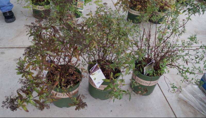 lot 5190 image: 3 (qty.) Neon Flash Spirea  - Premium Landscaping Plant by Monrovia