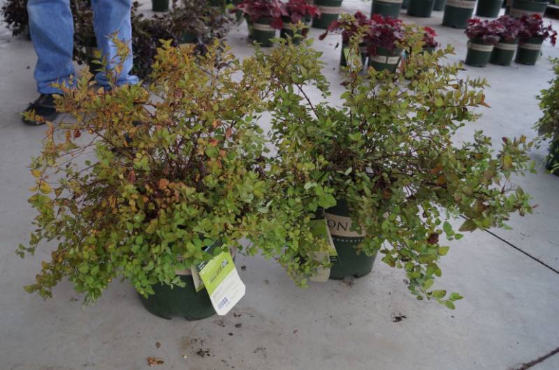 lot 5191 image: 2 (qty.) Limemound Spirea  - Premium Landscaping Plant by Monrovia