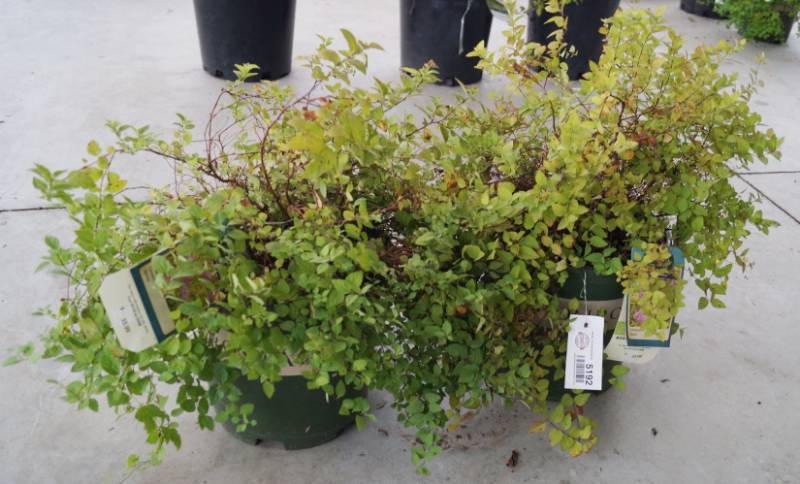 lot 5192 image: 2 (qty.) Limemound Spirea  - Premium Landscaping Plant by Monrovia