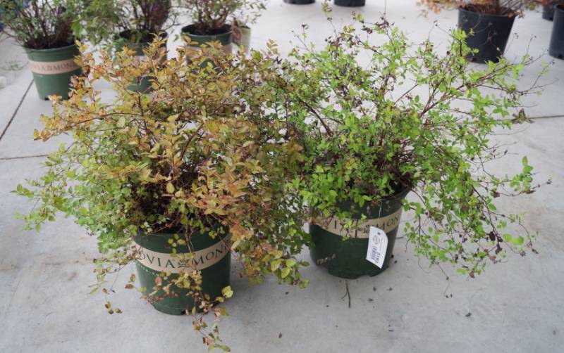 lot 5193 image: 2 (qty.) Limemound Spirea  - Premium Landscaping Plant by Monrovia