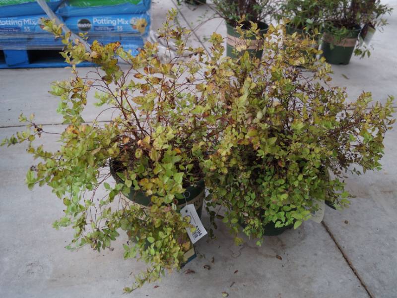 lot 5194 image: 2 (qty.) Limemound Spirea  - Premium Landscaping Plant by Monrovia