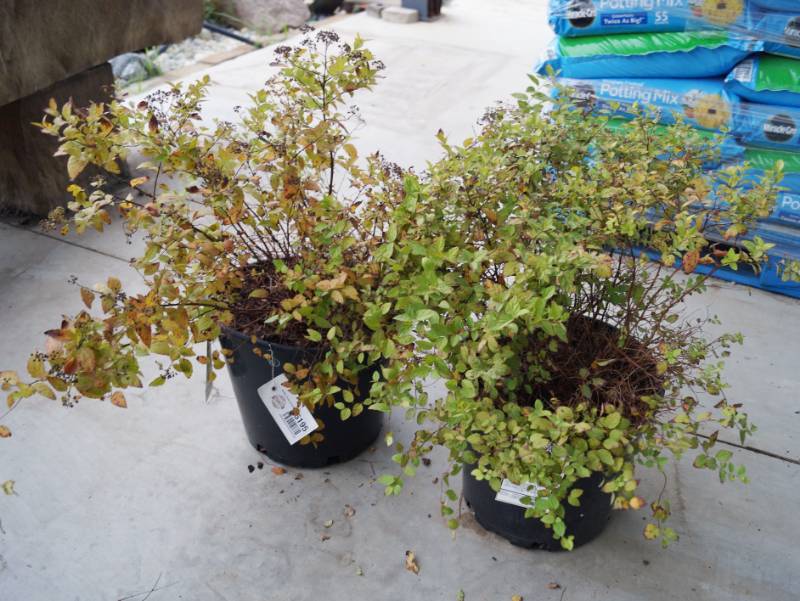 lot 5195 image: 2 (qty.) Goldmound Spirea  - Premium Landscaping Plant by Monrovia