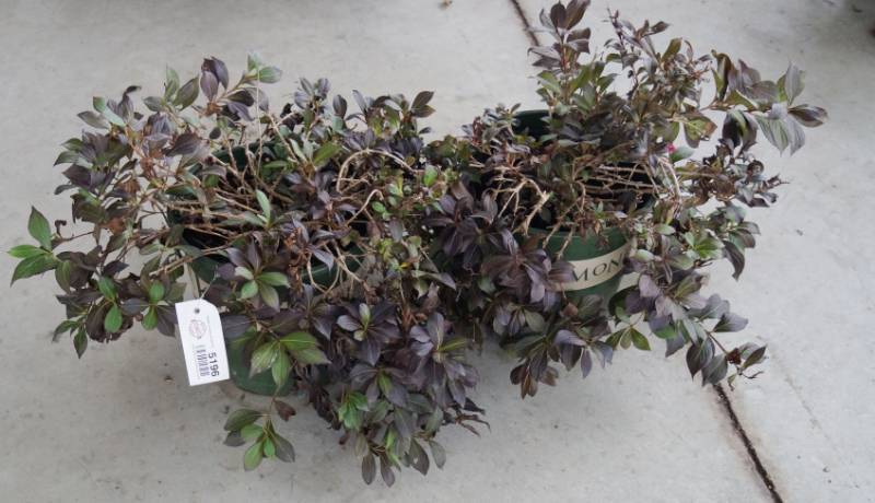 lot 5196 image: 2 (qty.) Coco Krunch Weigela  - Premium Landscaping Plant by Monrovia