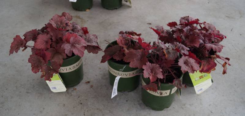 lot 5197 image: 4 (qty.) Georgia Peach Coral Bells  - Premium Landscaping Plant by Monrovia