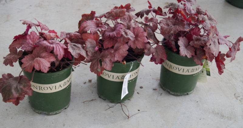 lot 5198 image: 3 (qty.) Georgia Peach Coral Bells  - Premium Landscaping Plant by Monrovia