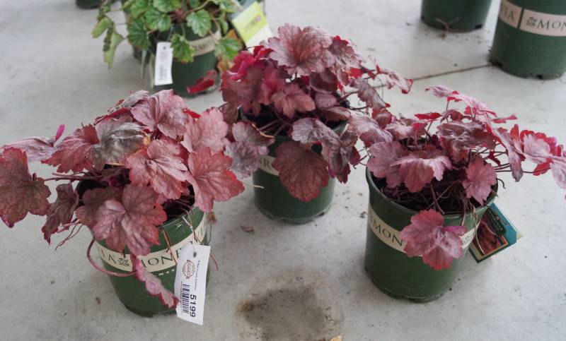 lot 5199 image: 3 (qty.) Georgia Peach Coral Bells  - Premium Landscaping Plant by Monrovia