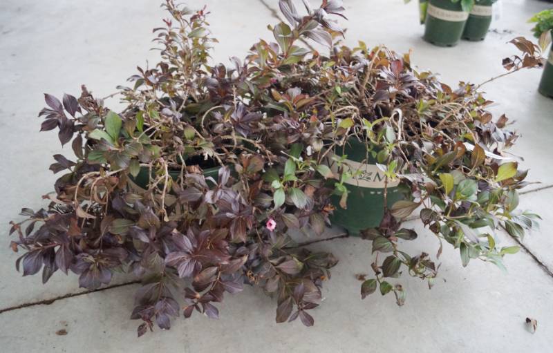 lot 5200 image: 2 (qty.) Coco Krunch Weigela  - Premium Landscaping Plant by Monrovia